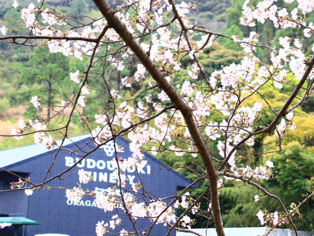 福岡・岡垣 ほろよいまつり2026 inぶどうの樹ワイナリー 桜